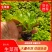 美国大速生，意大利生菜，结球生菜苗，苗厂对接，没有中间商