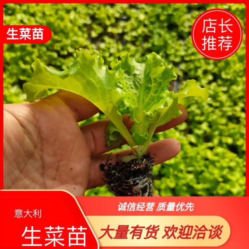 美国大速生，意大利生菜，结球生菜苗，苗厂对接，没有中间商