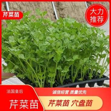 芹菜苗，基地直供，法国皇后，发货方便，破损包赔！