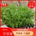 芹菜苗，基地直供，法国皇后，发货方便，破损包赔！