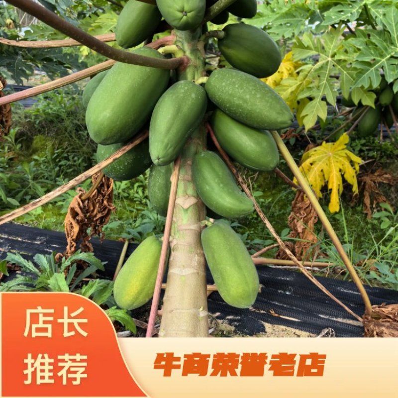木瓜大量上市产地直发优质大果欢迎咨询电话联系合作