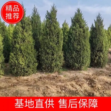 河北精品塔柏，成活率高支持团购量大从优可视频看品质