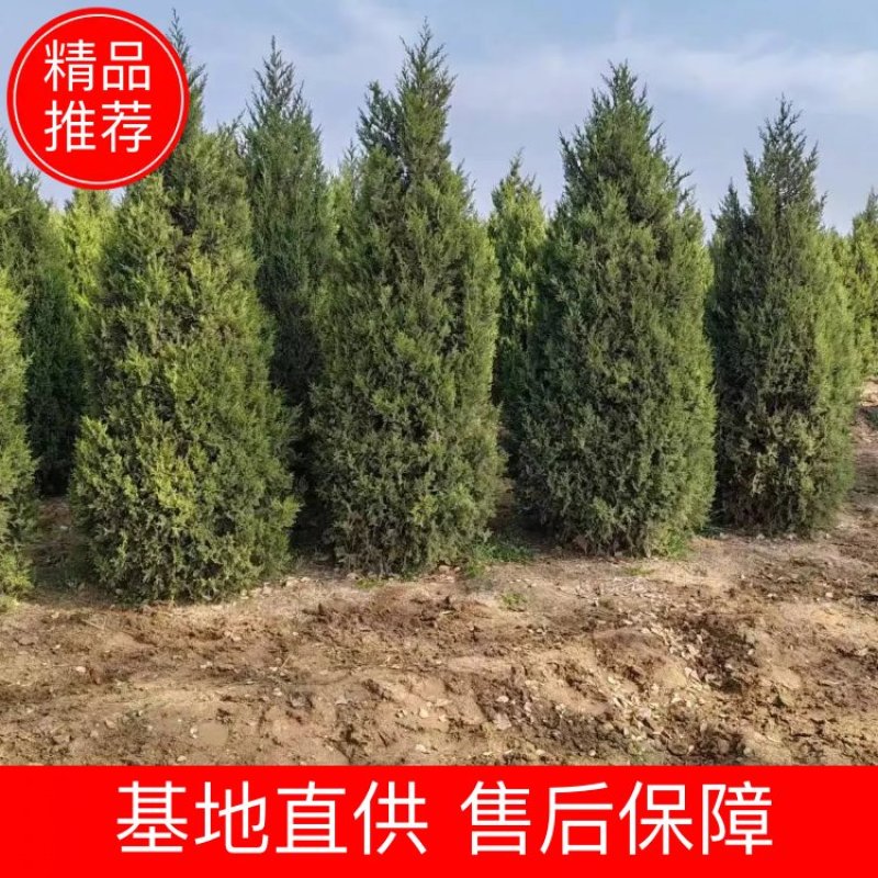 河北精品塔柏，成活率高支持团购量大从优可视频看品质