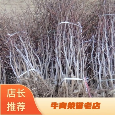 枣树苗质量保证