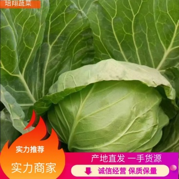 甘肃甘蓝类-圆包菜-小根子-屁股绿-基地直发-宣绿包菜