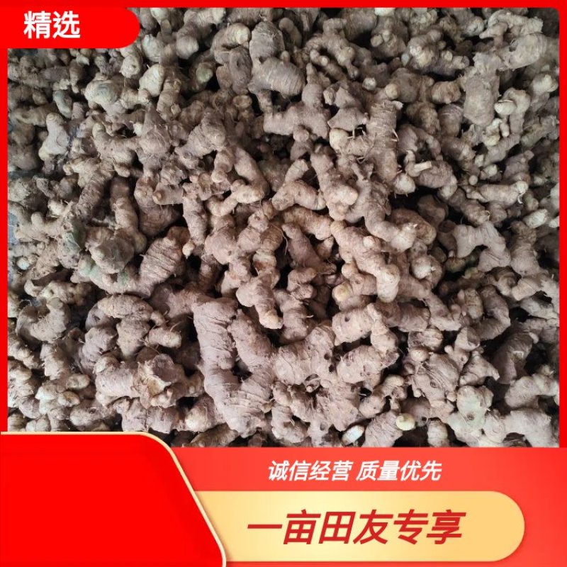 【精选】野生黄精，鲜货产地批发，品质保证量大从优