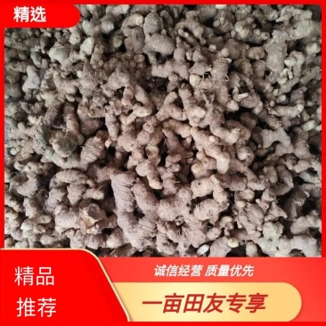 【精选】野生黄精,鲜货产地批发,品质保证量大从优