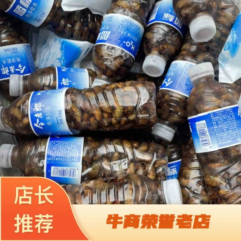 大个金蝉，知了猴爬叉，瓶装金蝉白蝉，量大从优