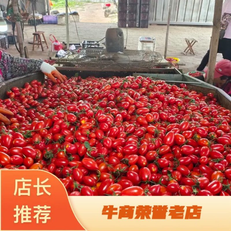 圣女果大量上市支持视频看货，可发往全国市场！