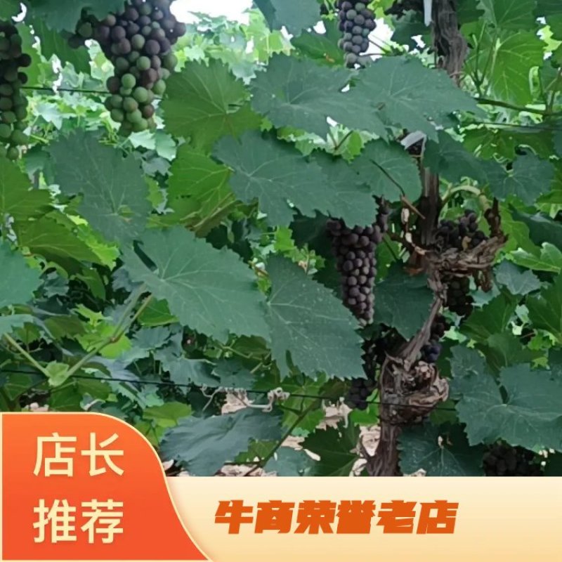 新疆夏黑葡萄，万亩基地直供，一手货源，欢迎咨询。