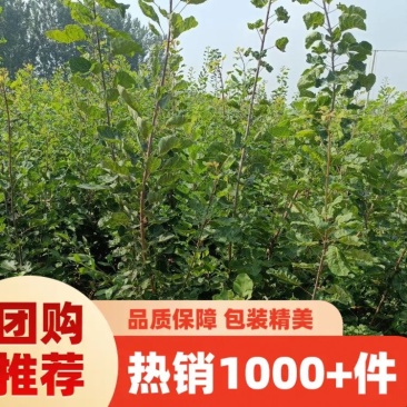 苗圃培育0.5公分0.8公分1公分黄栌苗荒山绿化效果好