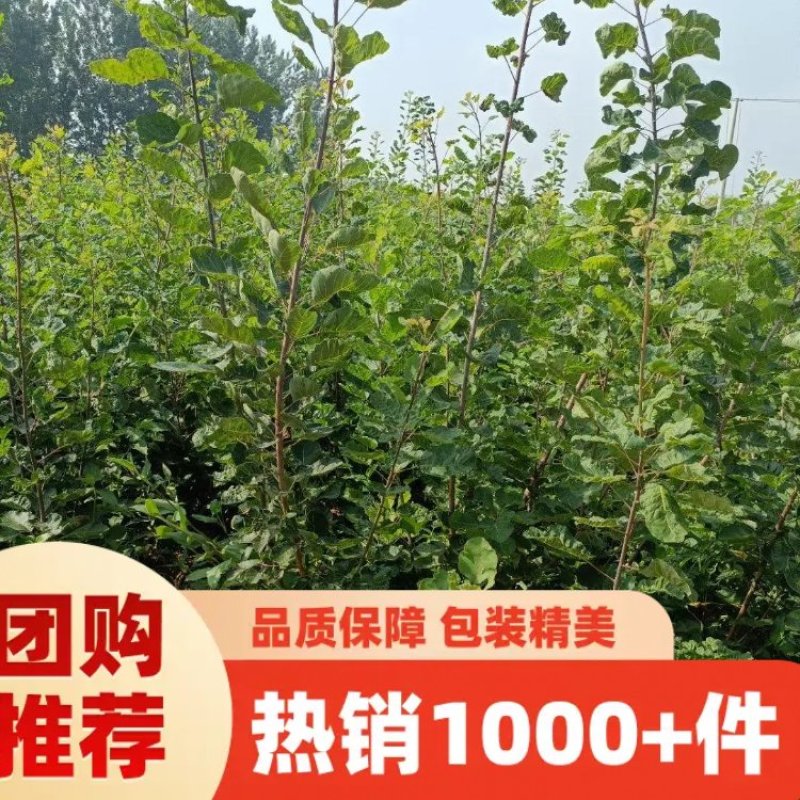 苗圃培育0.5公分0.8公分1公分黄栌苗荒山绿化效果好