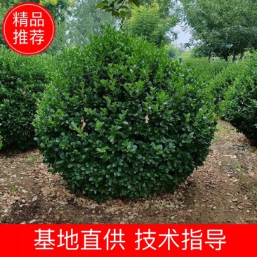 苗圃供应1.5米1.8米卫矛球冠幅饱满适合各种绿化工程