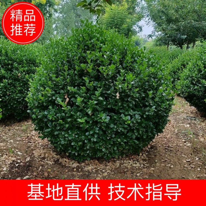 苗圃供应1.5米1.8米卫矛球冠幅饱满适合各种绿化工程