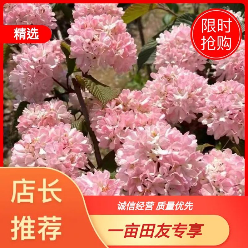 粉色的木绣球玫瑰达人高端大气适合庭院别墅绿化点缀