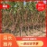 基地3公分4公分5公分6公分杏树苗凯特珍珠油杏