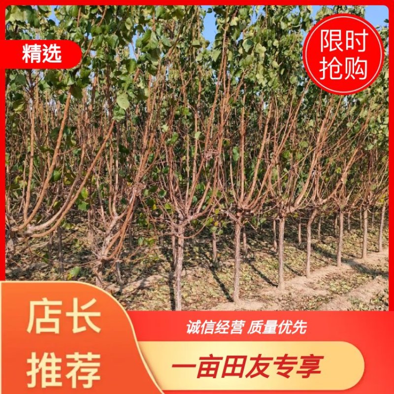 基地3公分4公分5公分6公分杏树苗凯特珍珠油杏