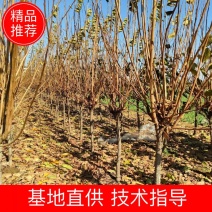 基地4公分5公分6公分柿子树带土球发货