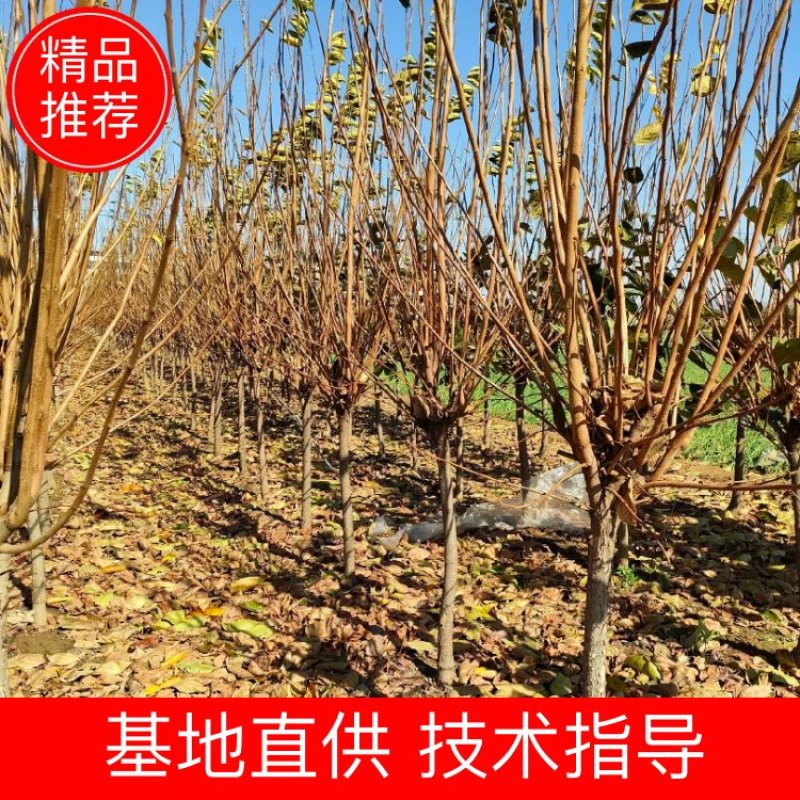基地4公分5公分6公分柿子树带土球发货