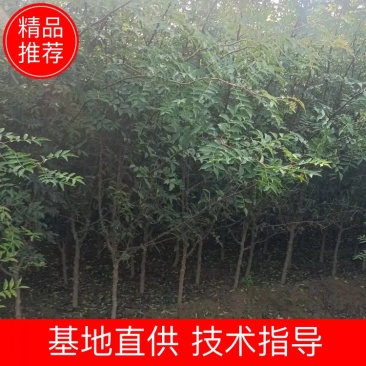 苗圃有地径1.5公分2公分花椒苗大红袍花椒树苗