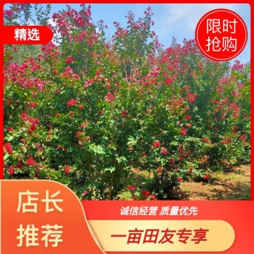 高度1.5米1.8米2米2.5米丛生紫薇