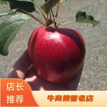 基地嫁接红斯尼克苹果苗早熟品种根系发达