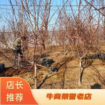 珍珠油杏4公分5公分6公分珍珠油杏树苗