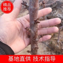 一根棍大樱桃树苗美早布鲁克斯矮化苗结婚早