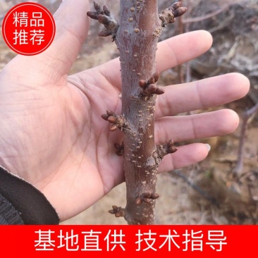 一根棍大樱桃树苗美早布鲁克斯矮化苗结婚早