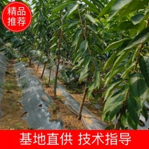 大樱桃树苗3-4-5公分矮化美早大樱桃树苗