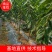 大樱桃树苗3-4-5公分矮化美早大樱桃树苗
