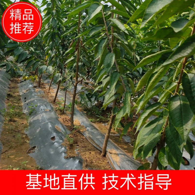 大樱桃树苗3-4-5公分矮化美早大樱桃树苗