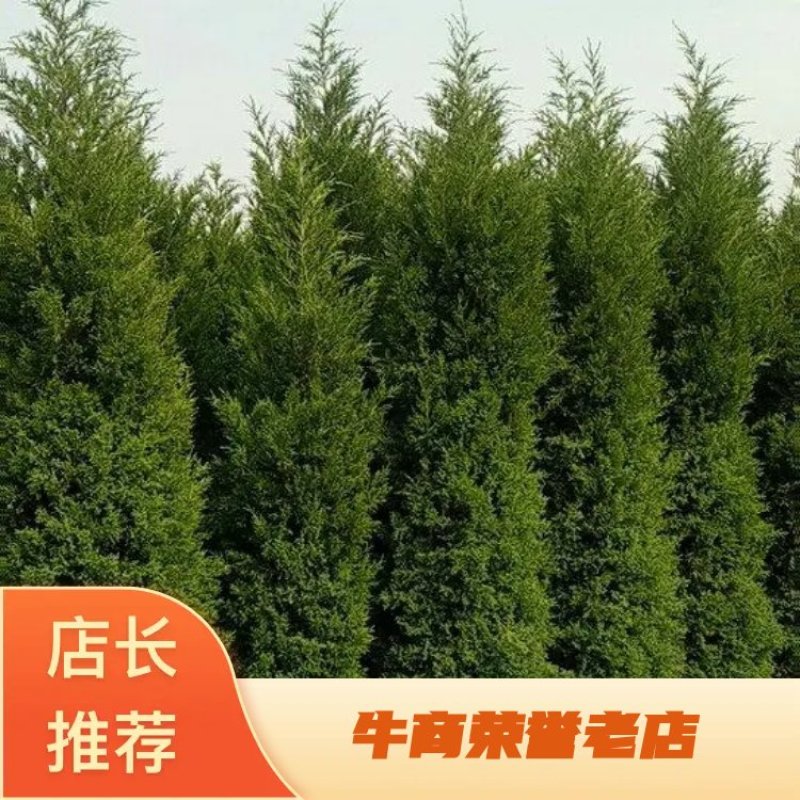 基地供应蜀桧高1米1.2米1.5米2米蜀桧，圆柏，桧柏