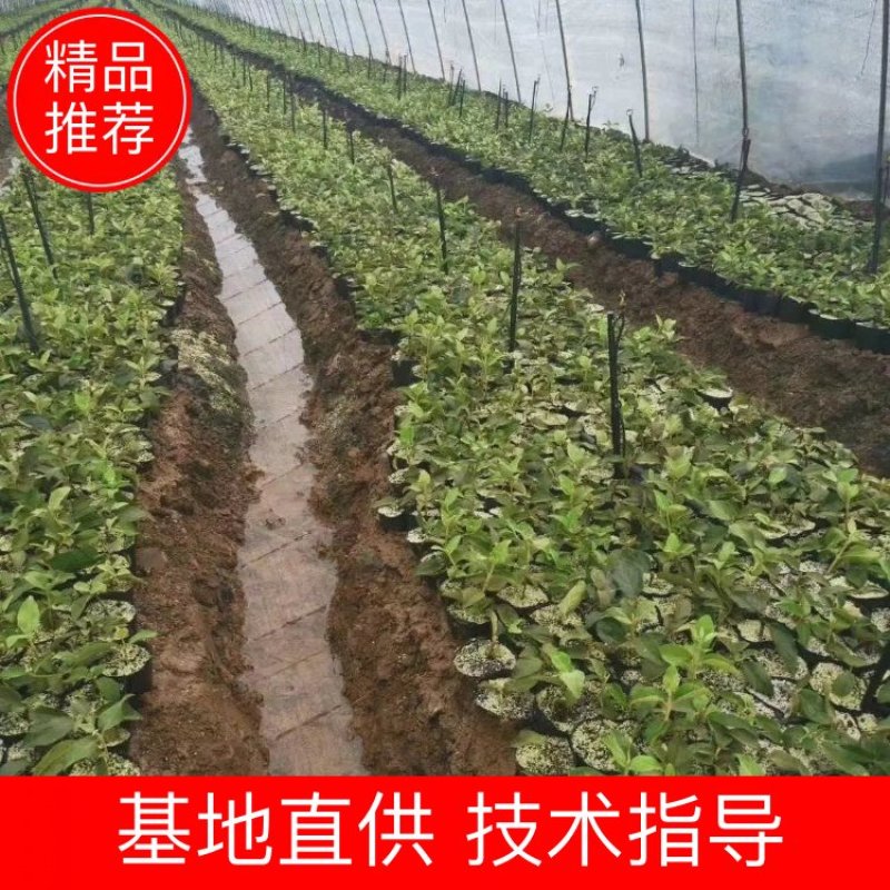 基地出售中华木绣球苗斗球苗扦插苗容器苗