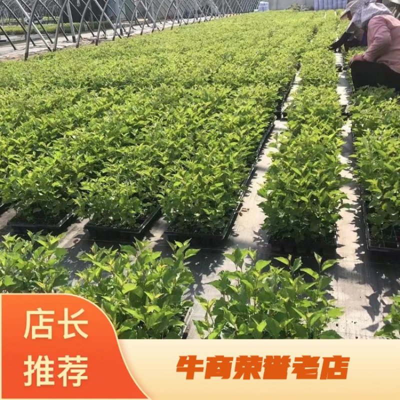 基地出售吉塞拉砧木苗吉塞拉6号12号y1扦插苗组培