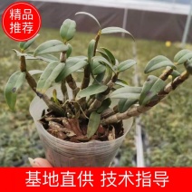 基地出售铁皮石斛苗营养杯苗种植便捷好成活