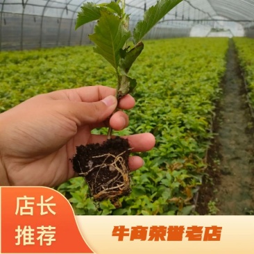 基地出售大樱桃砧木苗吉塞拉6号12号大青叶兰丁