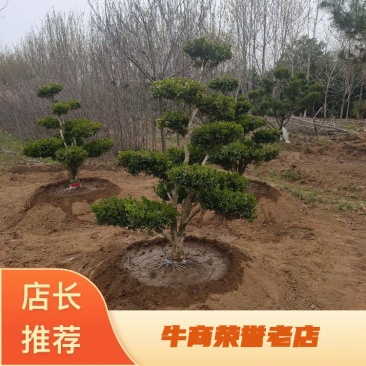 基地出售造型小叶黄杨1.2米1.5米1.8米