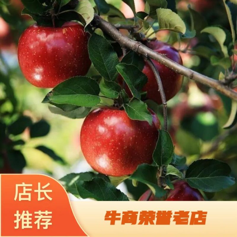 基地出售福布斯苹果苗嫁接成品苗