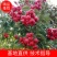 基地出售大五棱山楂苗大金星山楂苗甜红子山楂苗