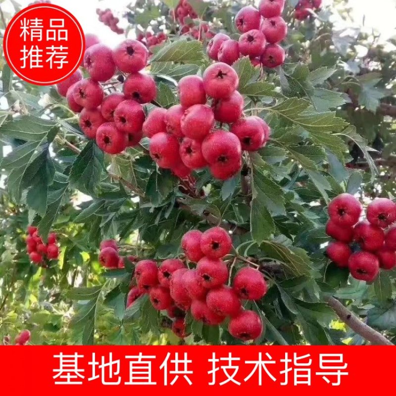 基地出售大五棱山楂苗大金星山楂苗甜红子山楂苗