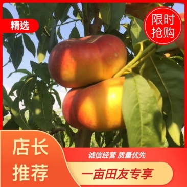 出售中油蟠13桃树苗嫁接成品苗成活率高