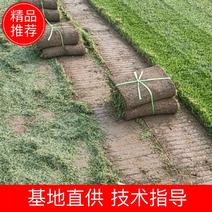 基地出售四季青草坪混播草坪冷季性草坪欢迎来电