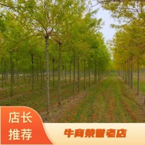 基地出售金枝白蜡8-10-12公分金枝白蜡