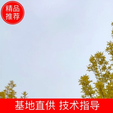 基地出售金叶白蜡8-10-12公分金叶白蜡