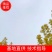 基地出售金叶白蜡8-10-12公分金叶白蜡