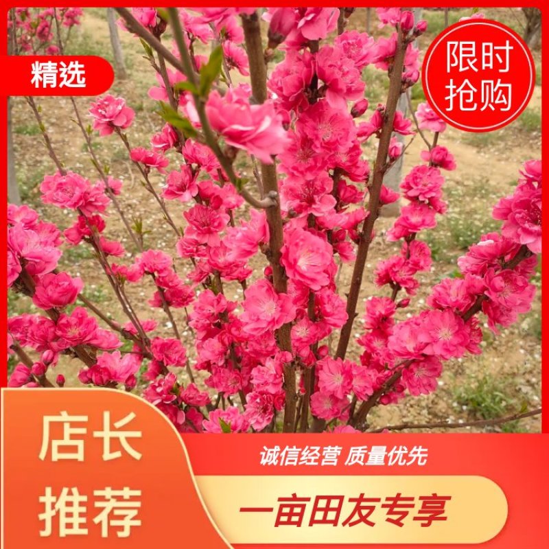 基地出售龙柱碧桃照手桃帚桃3-12公分