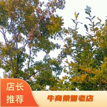 基地出售丛生蒙古栎高度6米7米8米9米