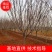 出售樱花树日本晚樱地径12公分13公分15公分晚樱