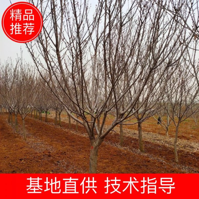 出售樱花树日本晚樱地径12公分13公分15公分晚樱